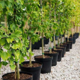 Sazenice ovocných stromů - tipy na výběr, výsadbu a pěstování ovocných stromů, pokyny krok za krokem + 110 fotografií